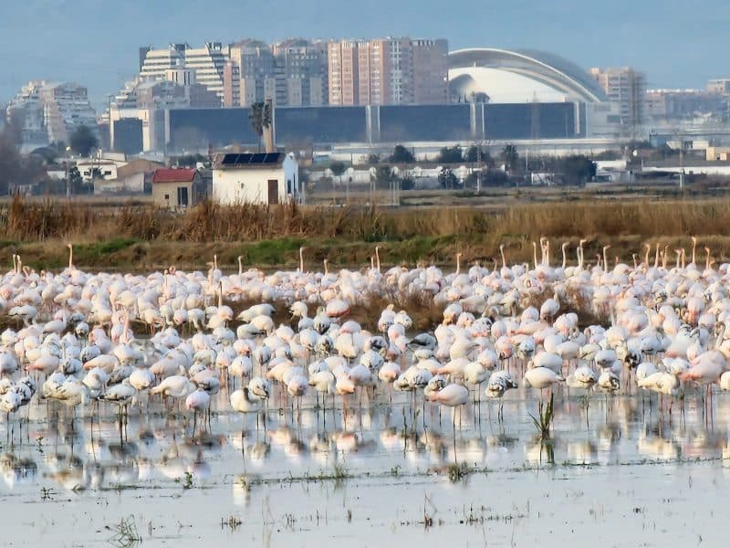 The flamingos are back in town!